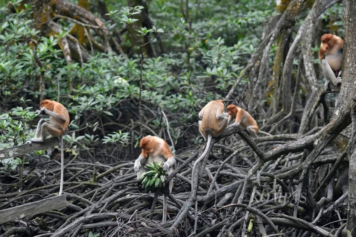 Pemanasan Global Picu Tanaman Lebih Hemat Air dan Lebat Daun