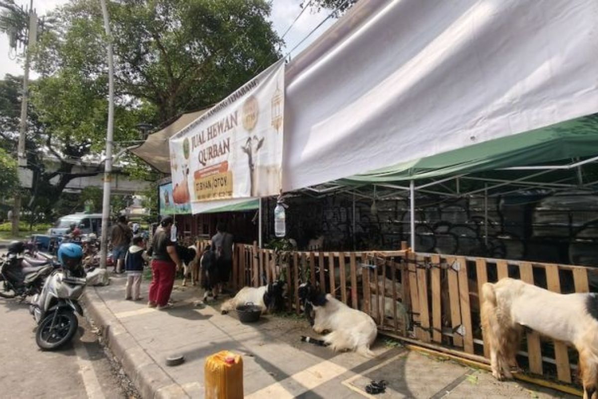 Jelang Idul Adha, Harga Hewan Kurban di Jaksel Stabil