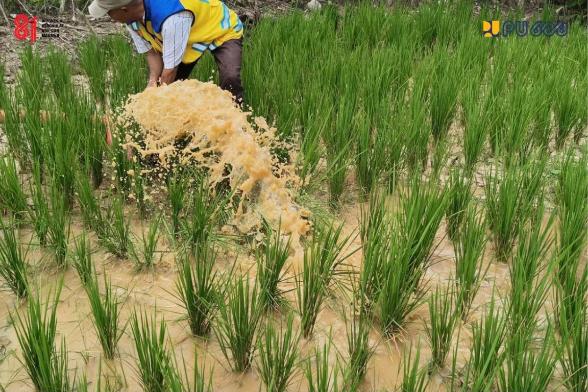 Sawah Kekurangan Air, Kementerian PU Pompa Sungai Batang Asai
