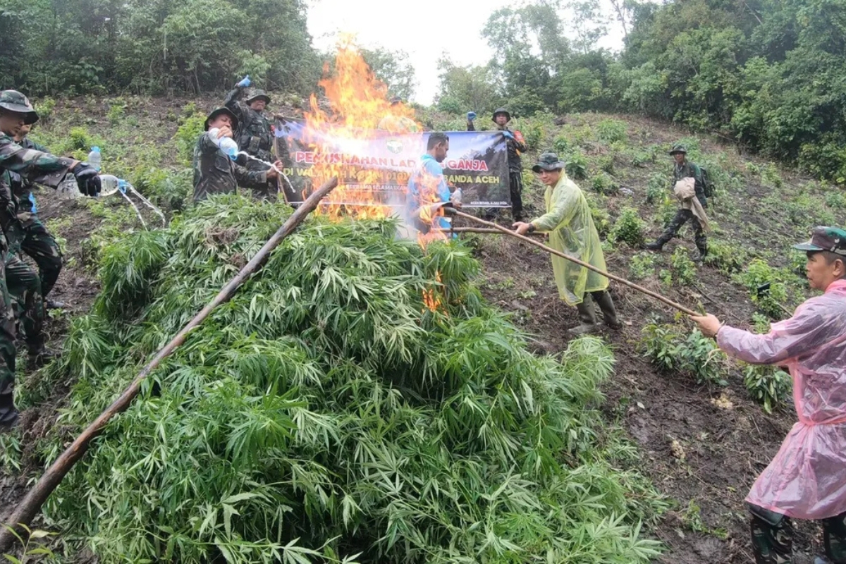 TNI Musnahkan 2,5 Hektare Ladang Ganja di Pegunungan Aceh Besar