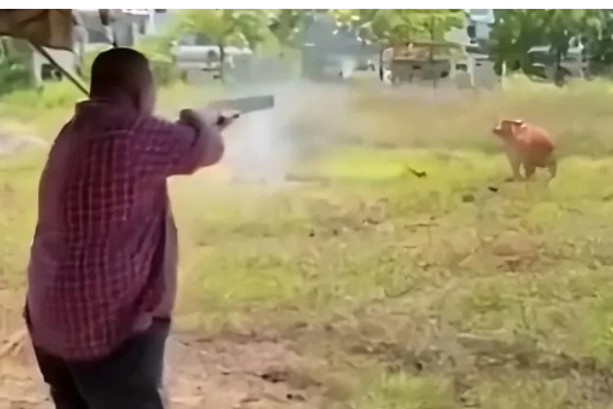 Tembak Sapi Kurban Pakai Senapan, Pejabat Malaysia Diselidiki