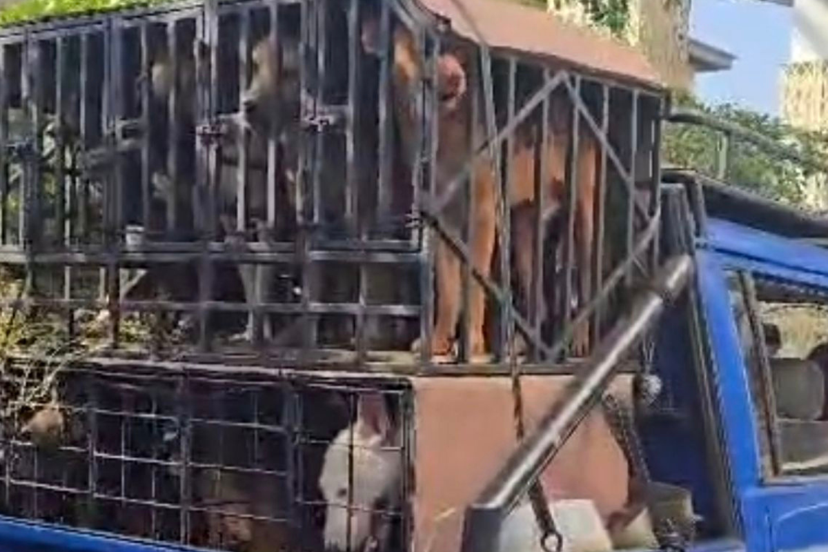 Kasus Bocah Tewas Diterkam Anjing di Bogor Naik Penyidikan