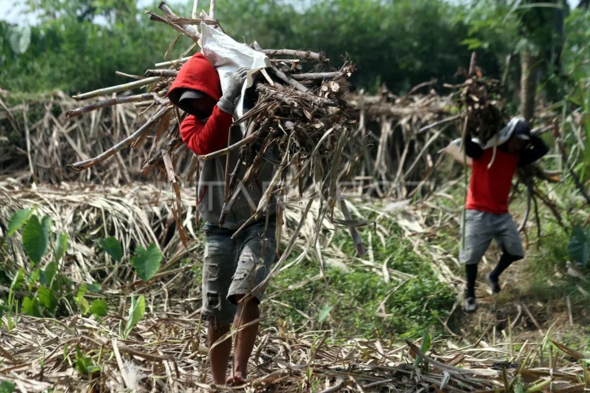 Jatim Jadi Tulang Punggung Target Swasembada Gula Nasional 2026