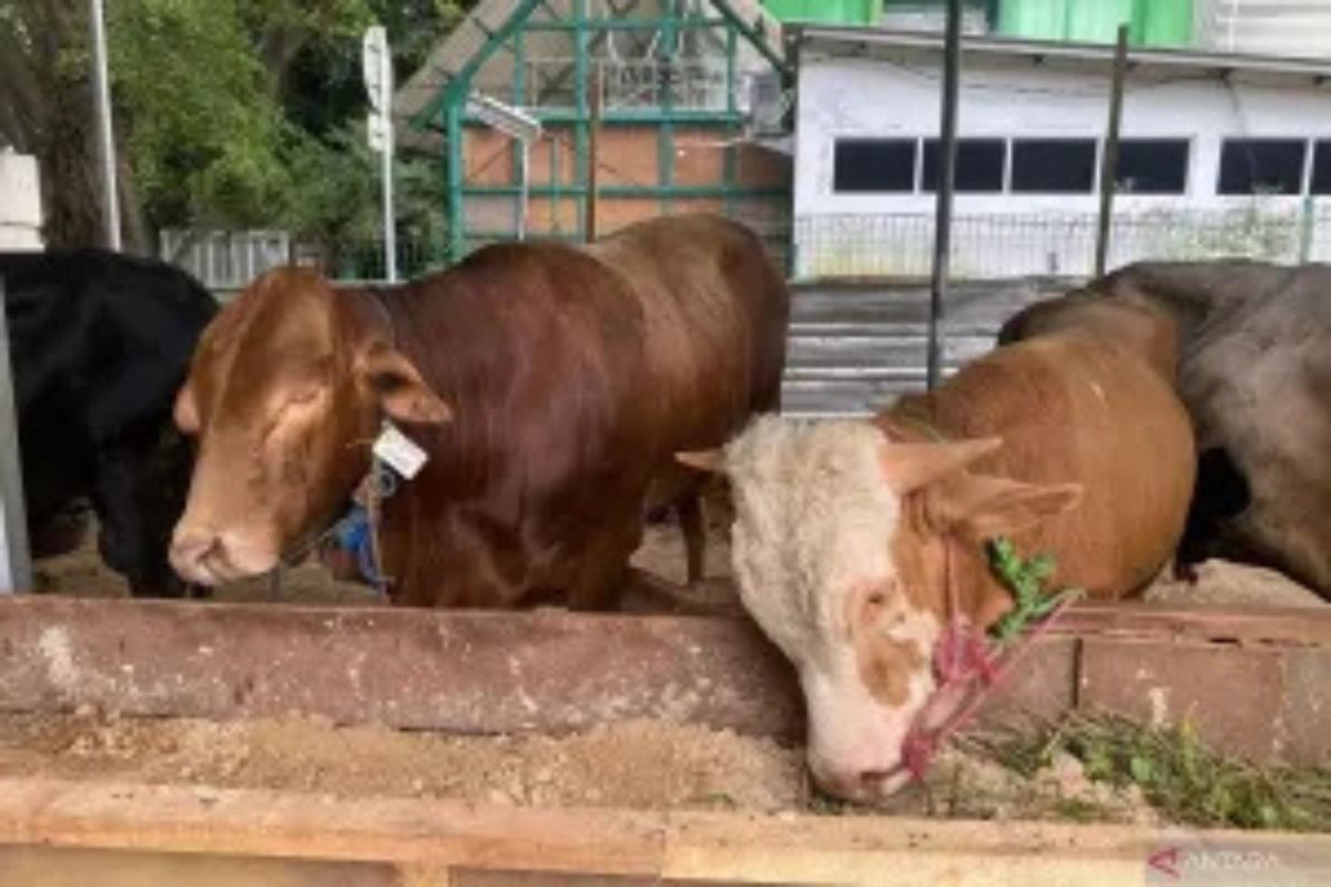 udin KPKP Jaksel Imbau Sediakan Penampung Limbah Kurban