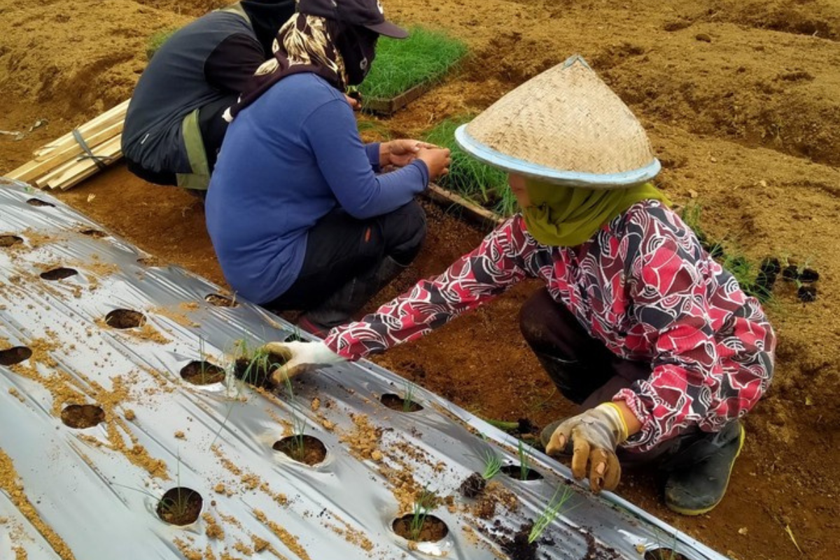 Perkuat Kemandirian Benih, Wonosobo Optimis Meland-1 Jadi Varietas Unggul