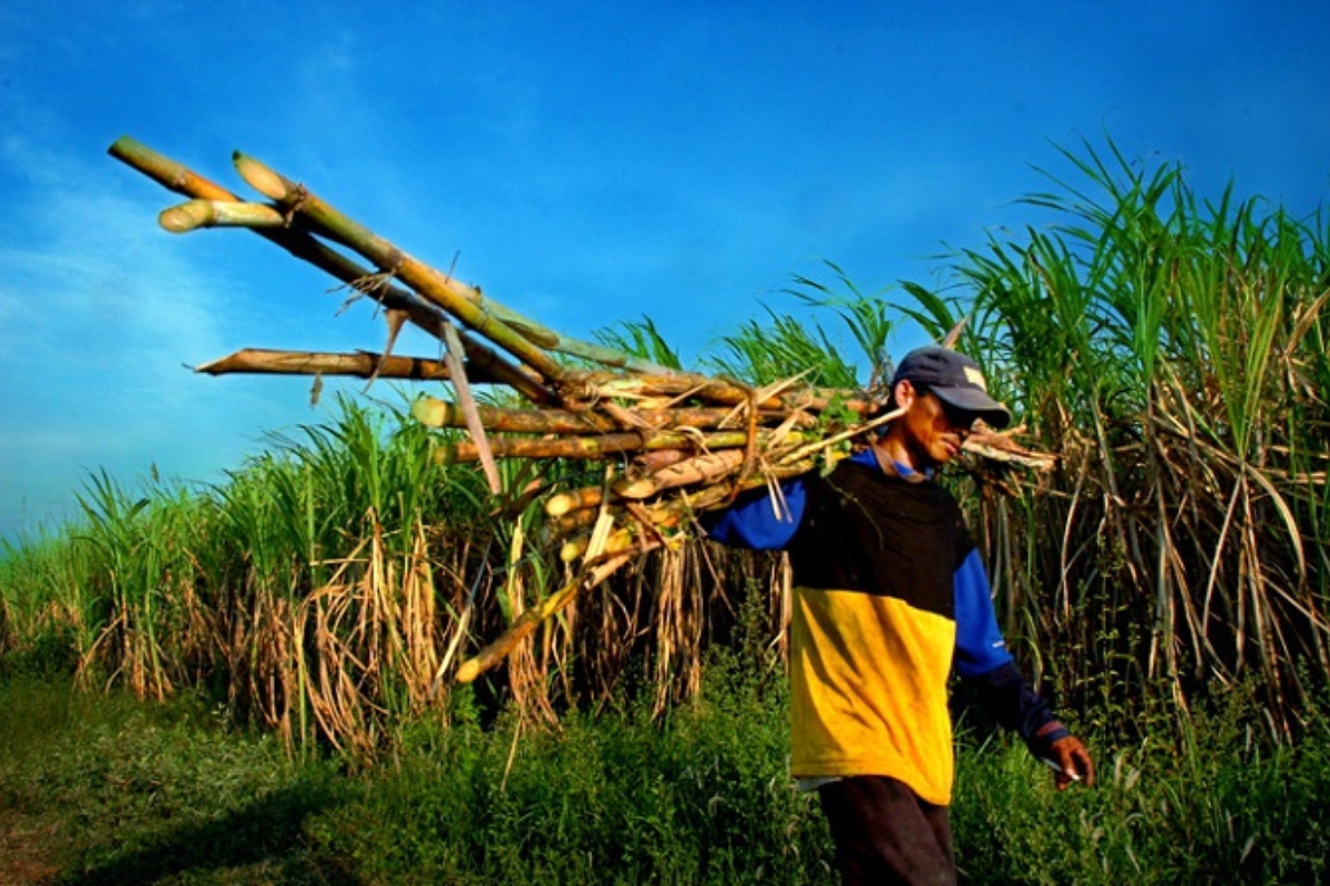 Bulog Rombak Manajemen GMM Buntut Protes Petani Tebu Blora