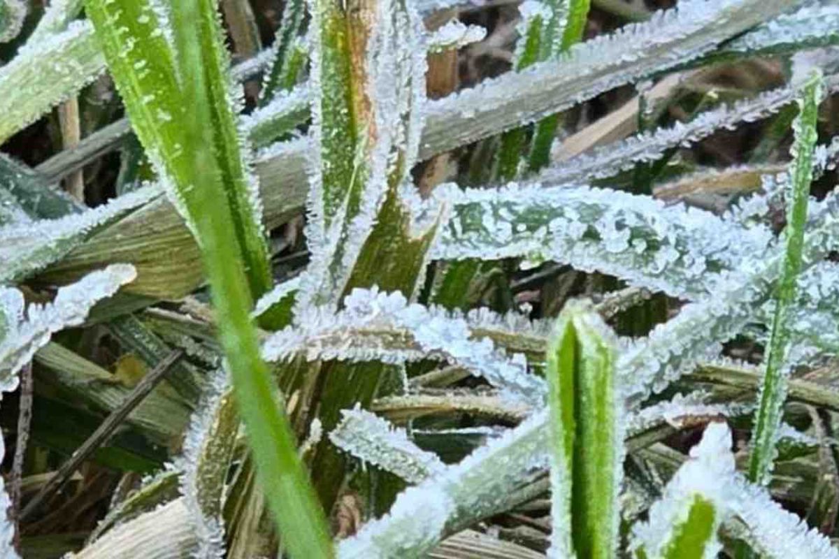 Catat Waktu Paling Ideal Menyaksikan Fenomena Embun Upas Dieng