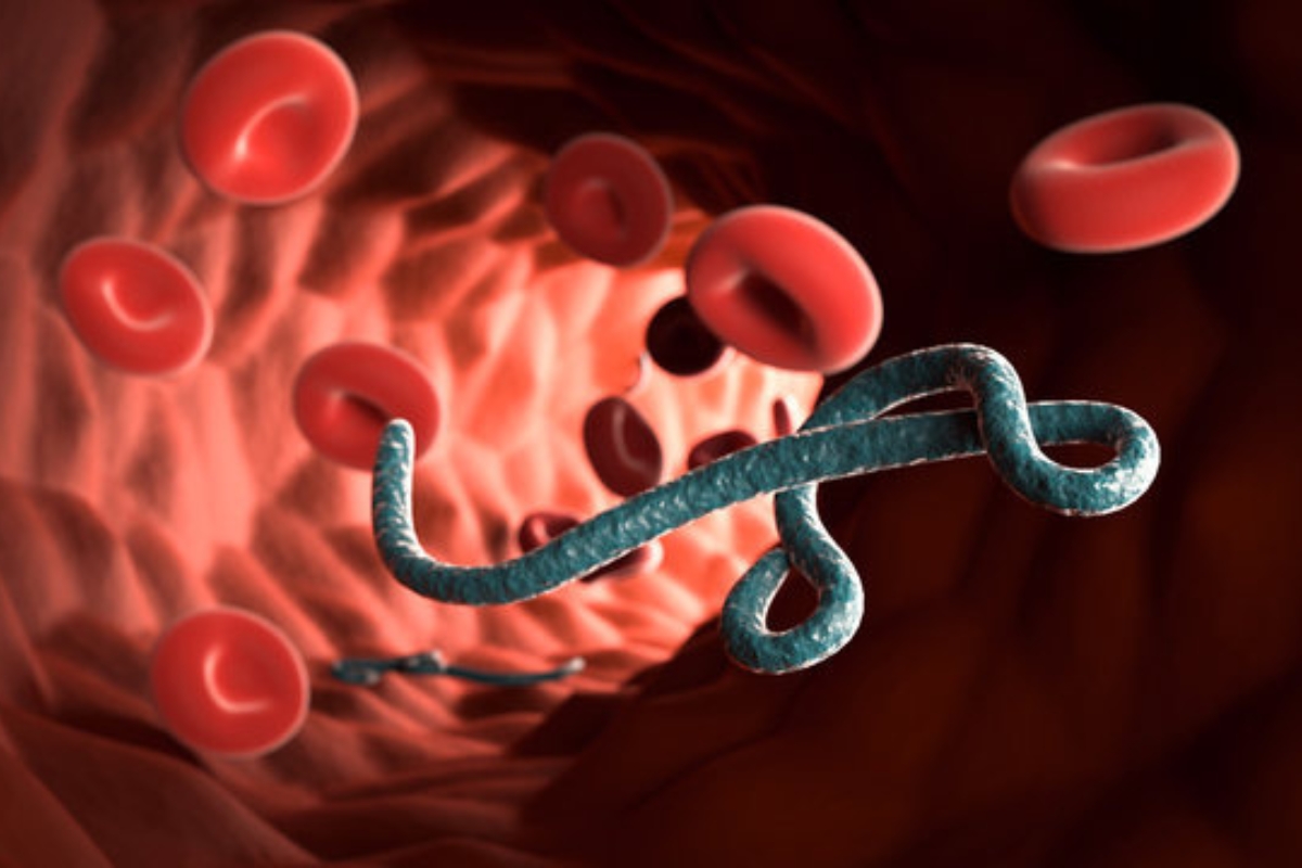 WHO Tetapkan Darurat Ebola, Risiko Masuk Indonesia Rendah