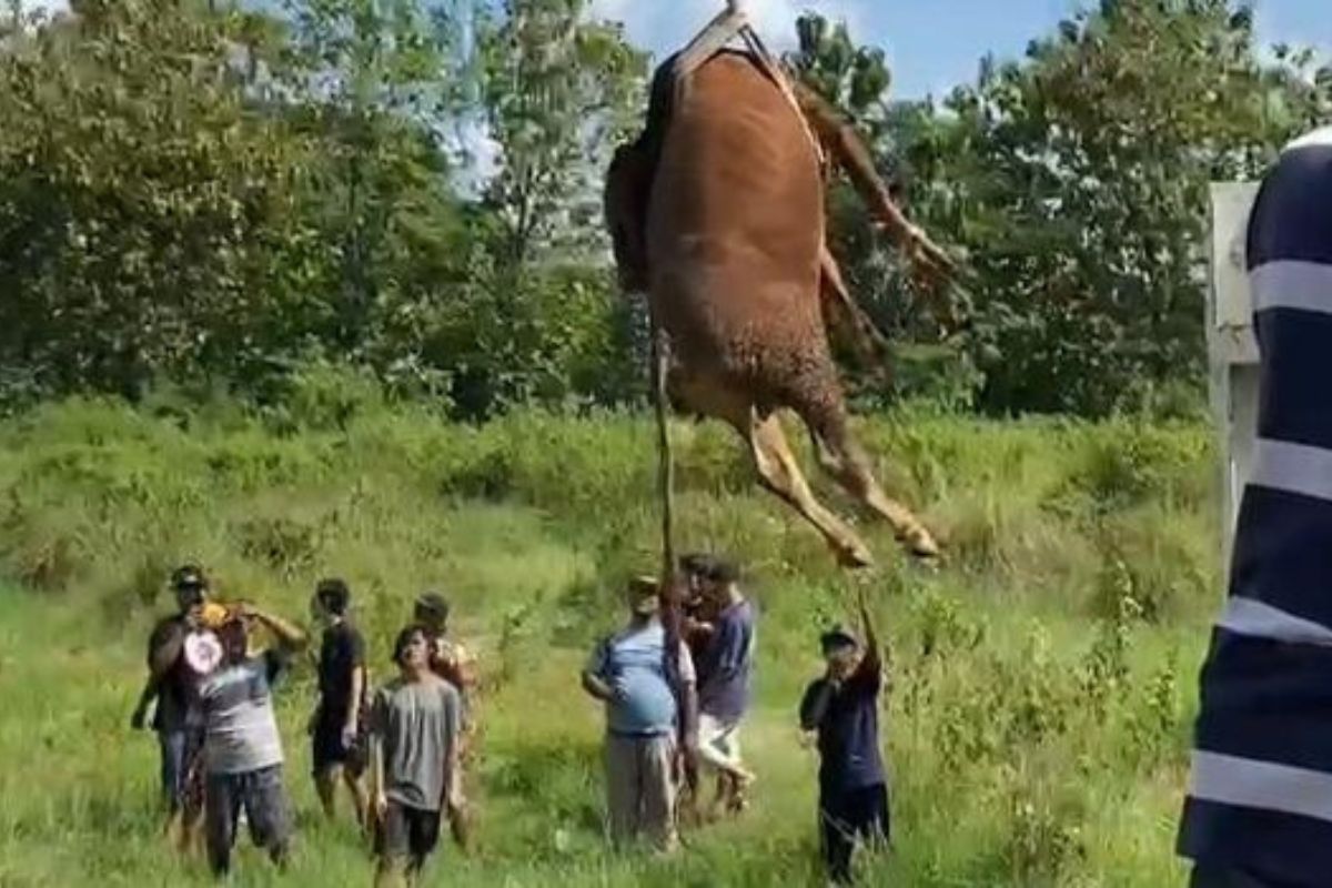 Kisah Unik Idul Adha 2026: Sapi Kurban ‘Terbang’ di Klaten