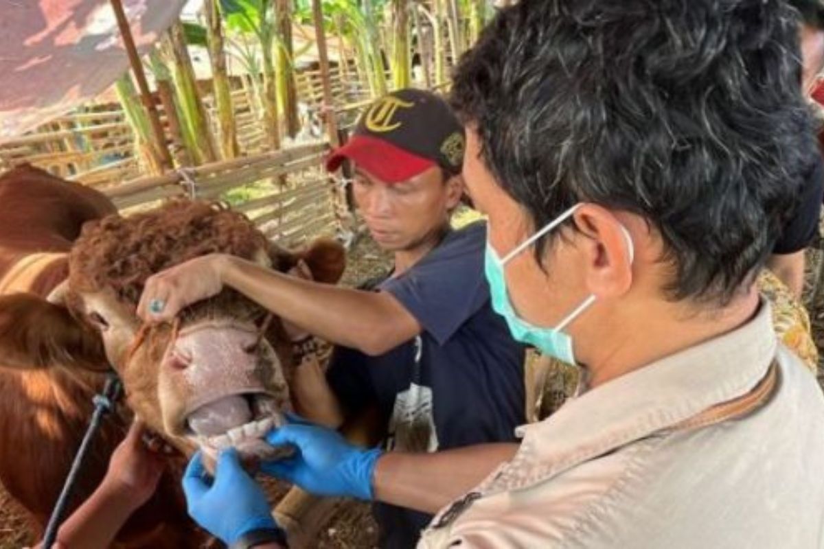 Sudin KPKP Jaksel Pastikan Kesehatan Hewan Kurban di 10 Kecamatan