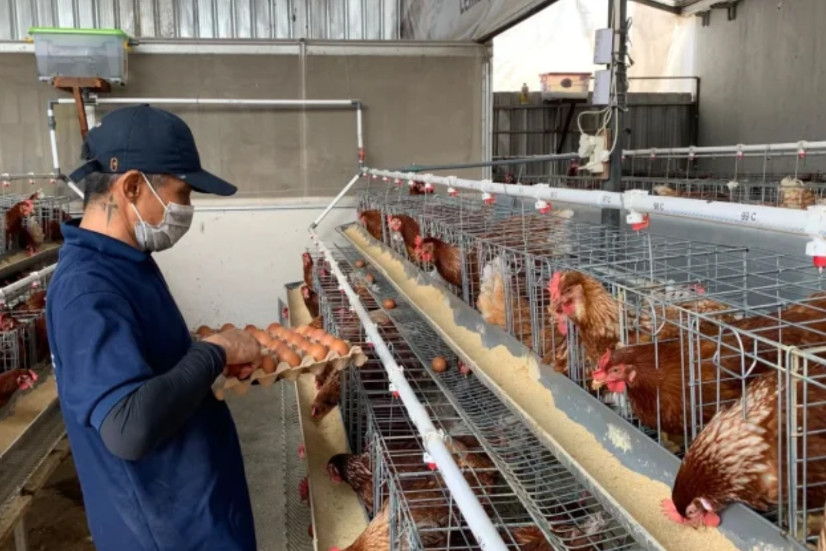 Lapas Salemba Bina Warga Binaan Lewat Budidaya Ayam Petelur
