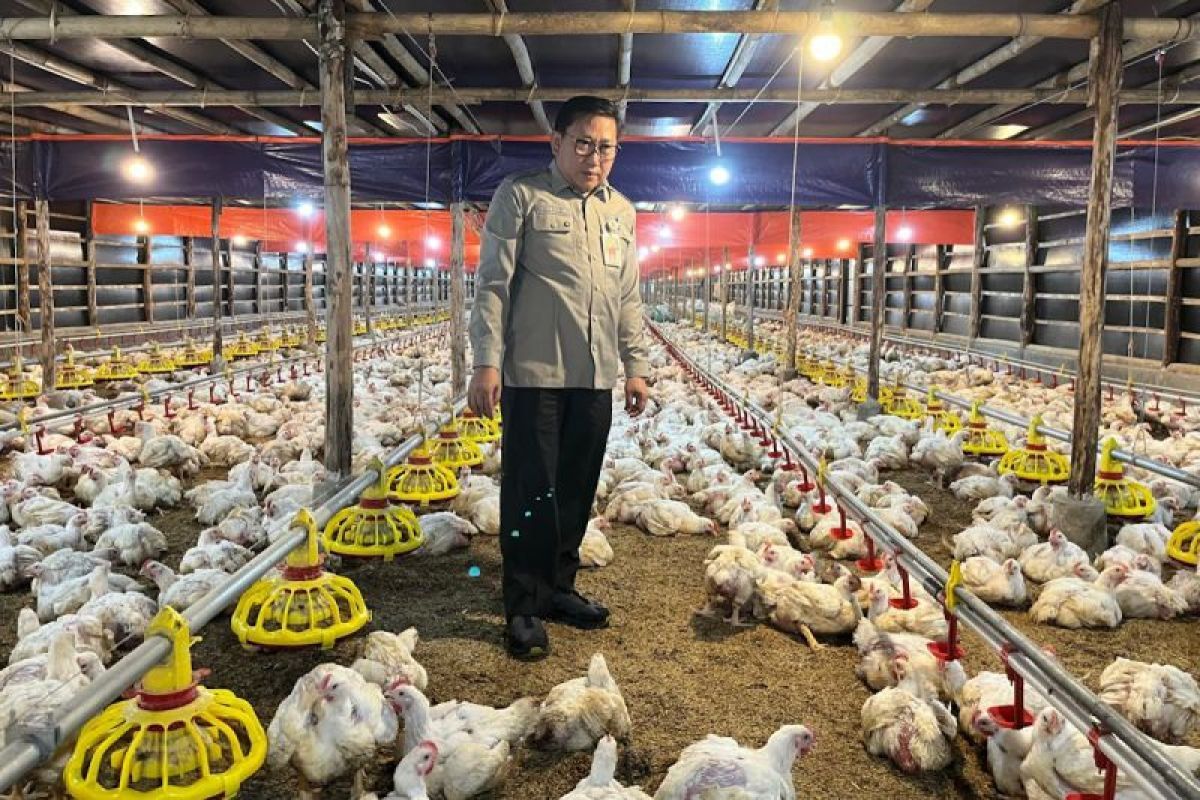 Harga Ayam Kandang Terjun Bebas, Kementan Dorong Penyerapan