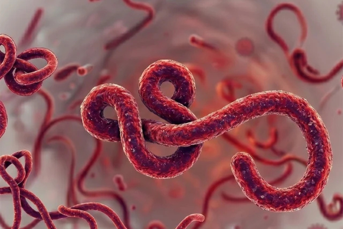 WHO Tetapkan Darurat Ebola, Pakar Sebut Risiko Masuk RI Rendah