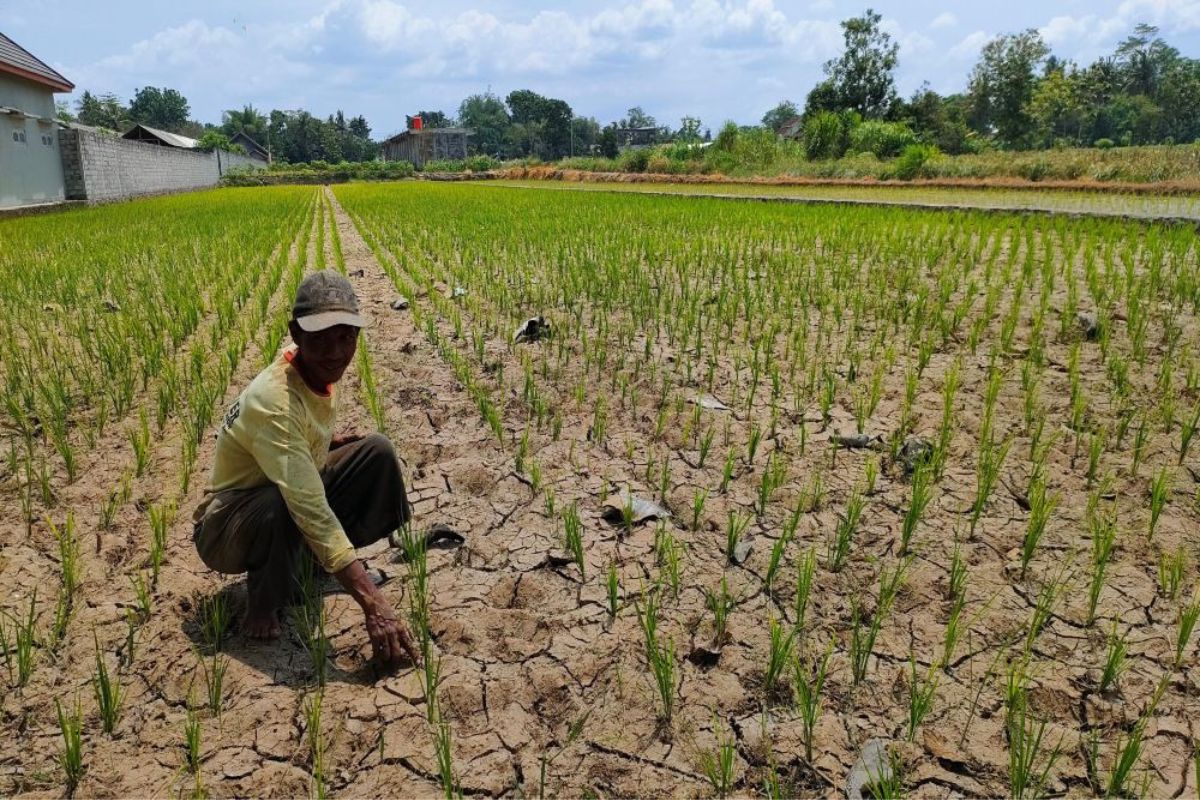 Sederet Ancaman Serius El Nino, Indonesia Harus Bersiap Antisipasi