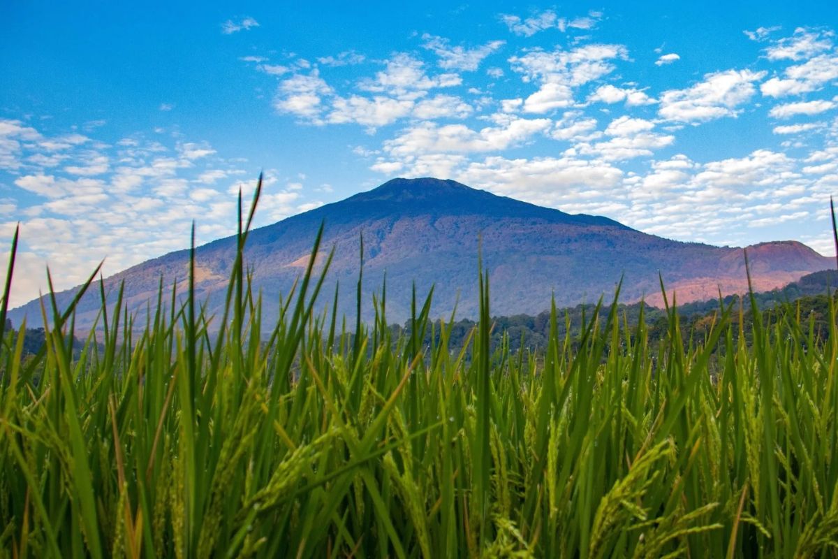 Gunung Ciremai: Tower Air Vital dan Rumah Satwa Liar Jawa Barat