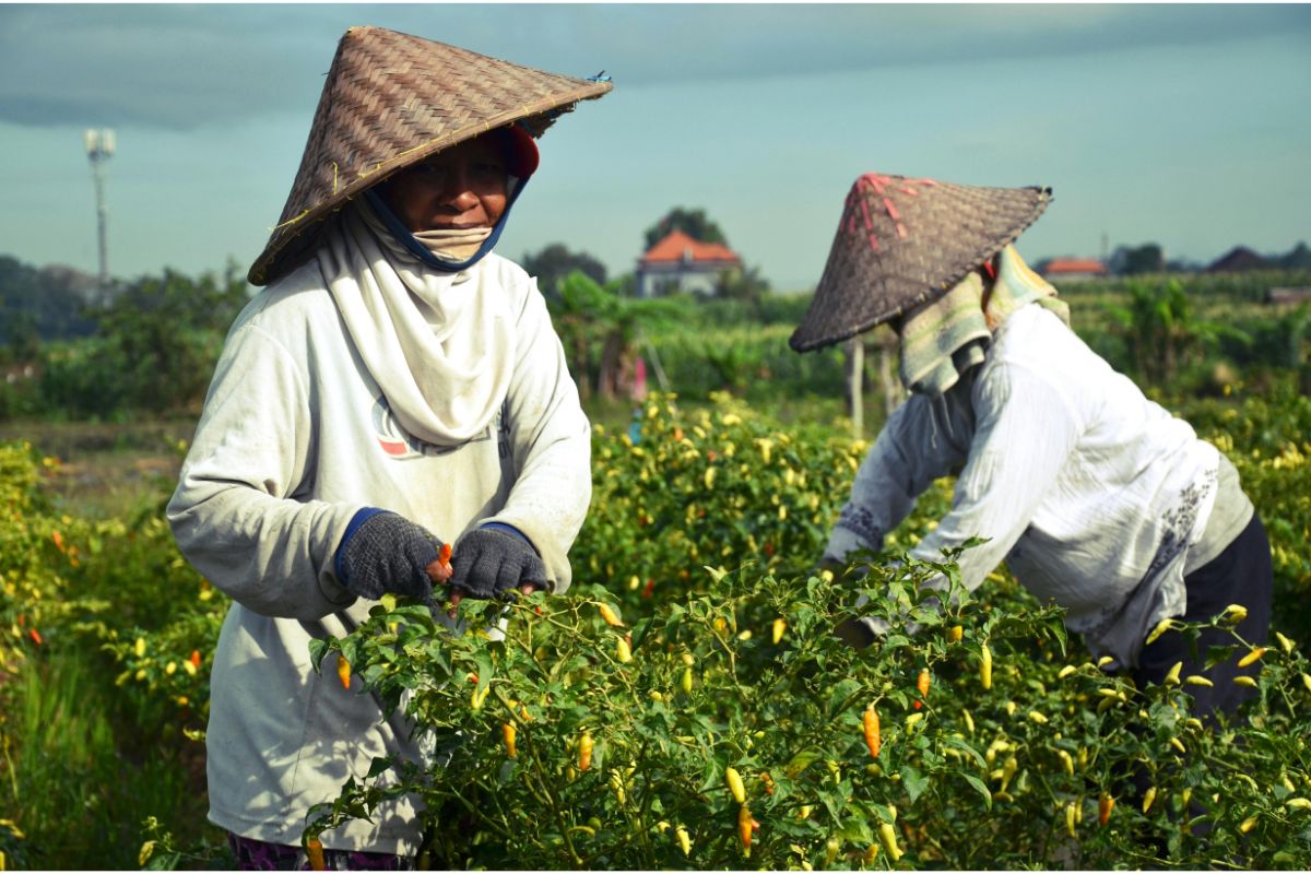Panduan Budidaya Cabai Praktis untuk Hasil Panen Melimpah