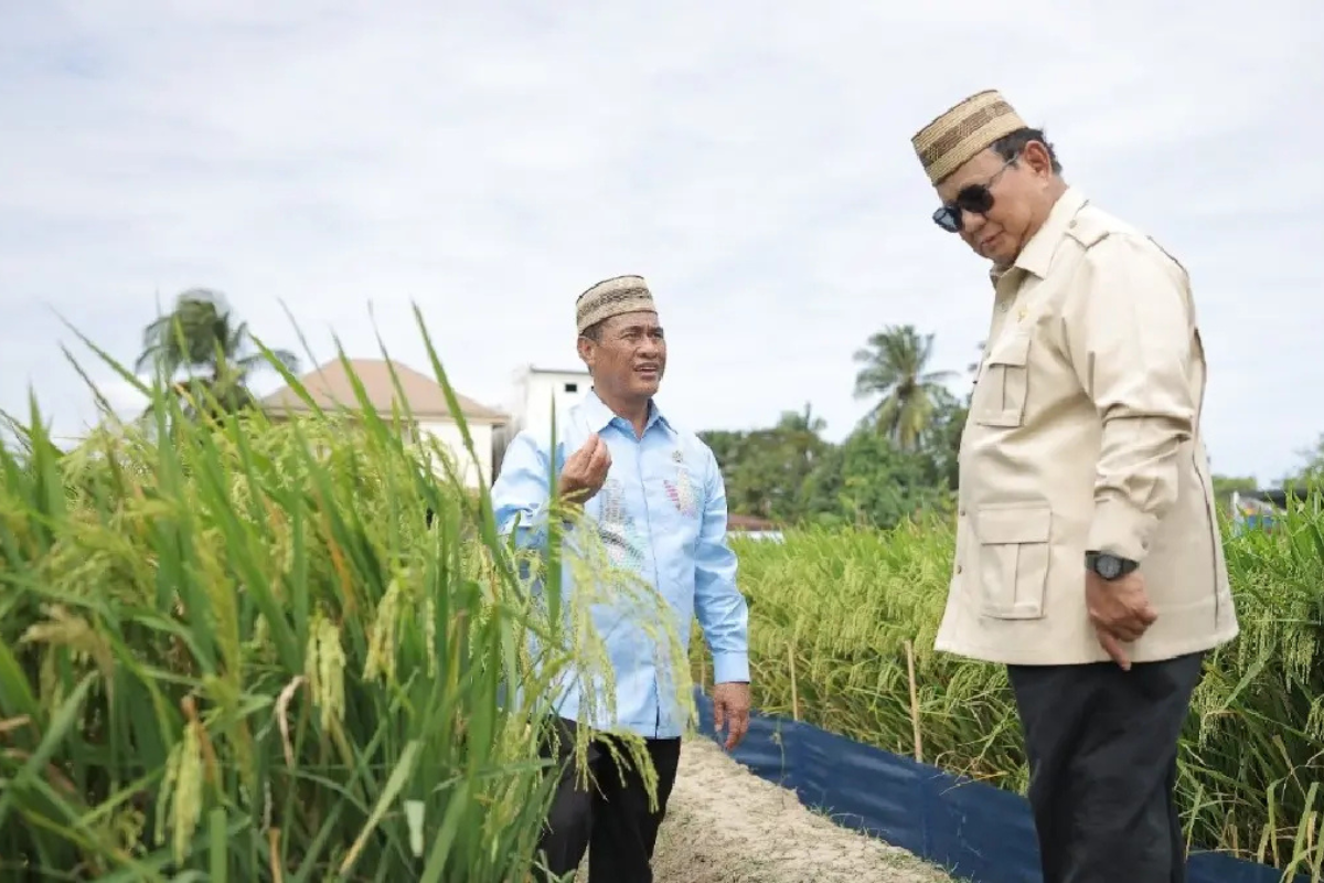 Revolusi Pertanian: Inovasi PM-AAS Tingkatkan Hasil Panen Padi