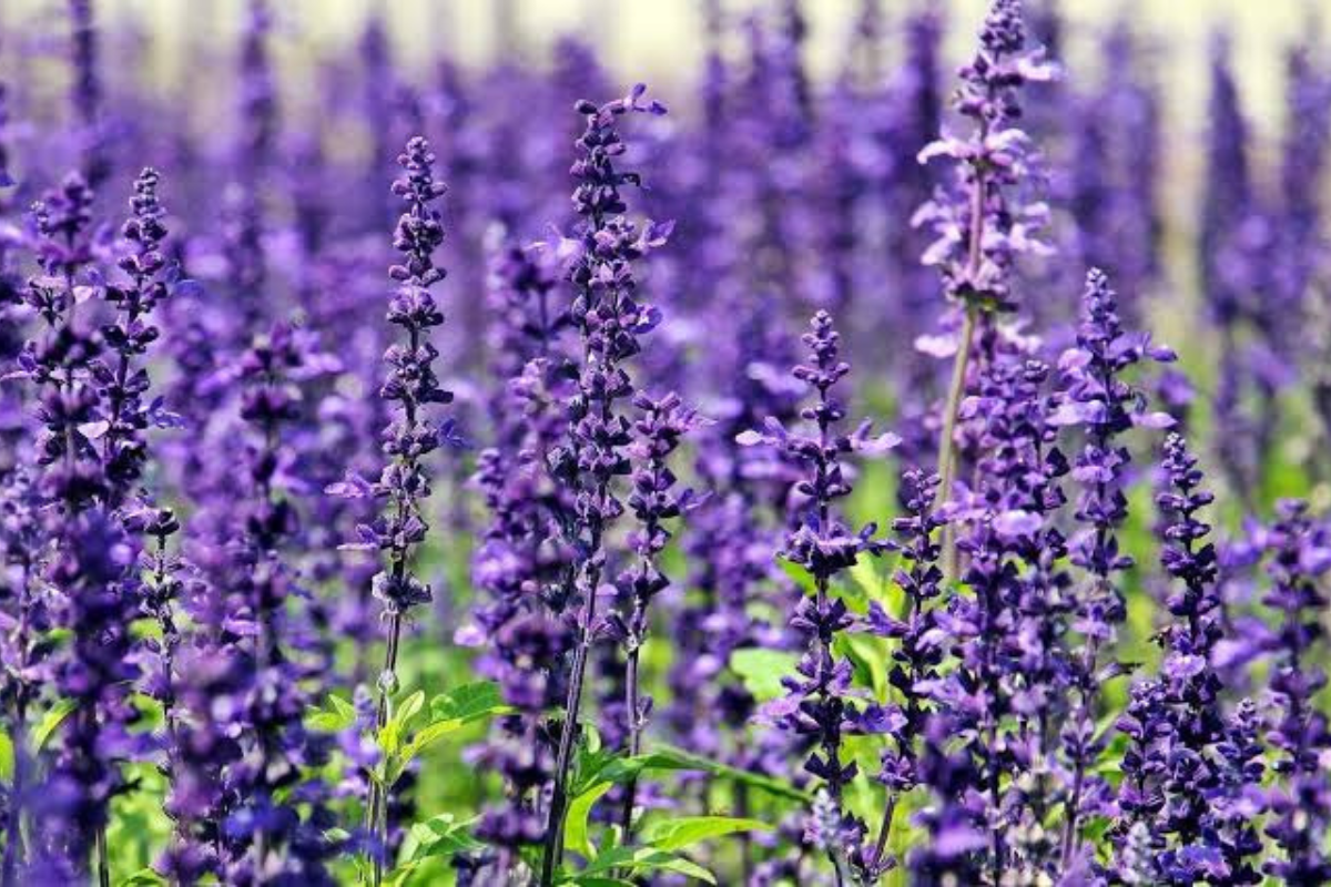 Efektivitas Tanaman Lavender Mengusir Berbagai Hama di Dalam Rumah Anda