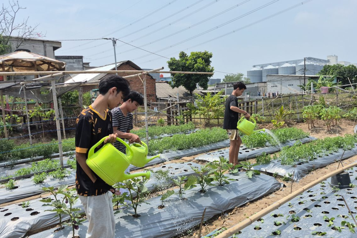 Urban Farming di Jakut Sulap Tempat Sampah Jadi Kebun