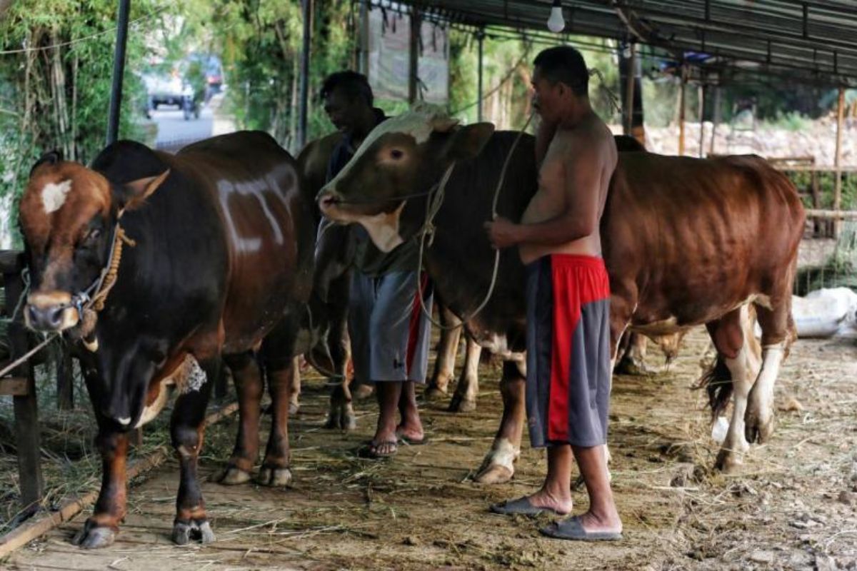 Jelang Idul Adha, Harga Hewan Kurban di Jaksel Relatif Stabil