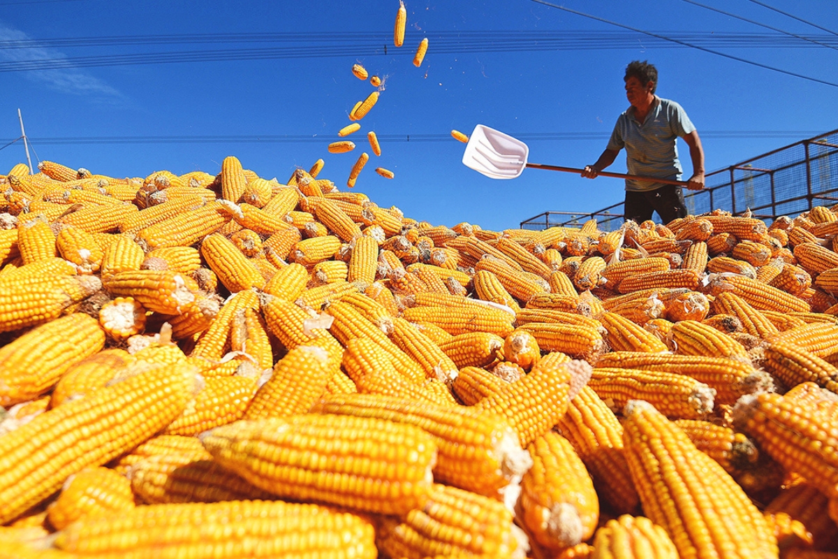 Ilmuwan China Temukan Gen untuk Dongkrak Protein Jagung Ternak