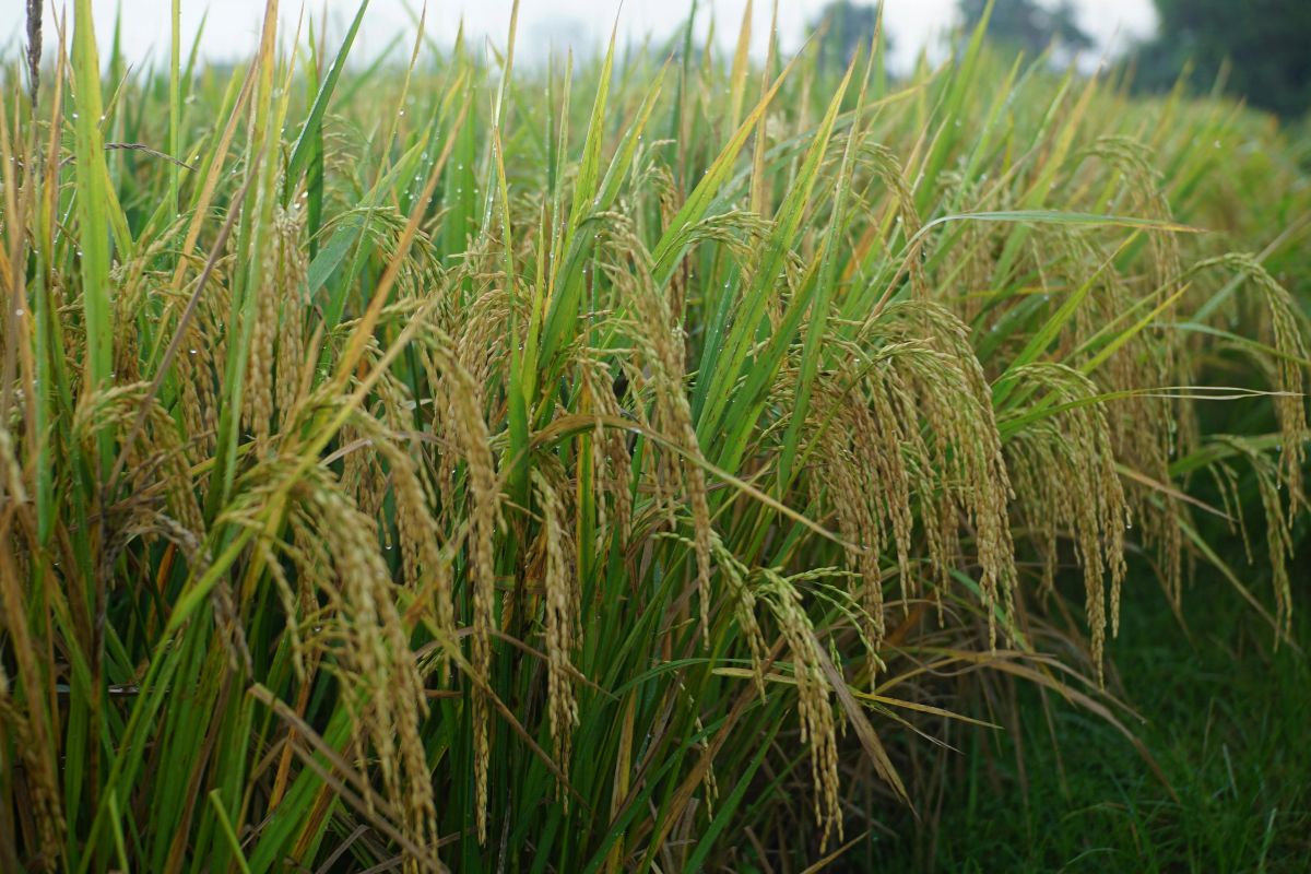 Petani Cirebon Nikmati Kenaikan Harga Gabah Saat Surplus Beras