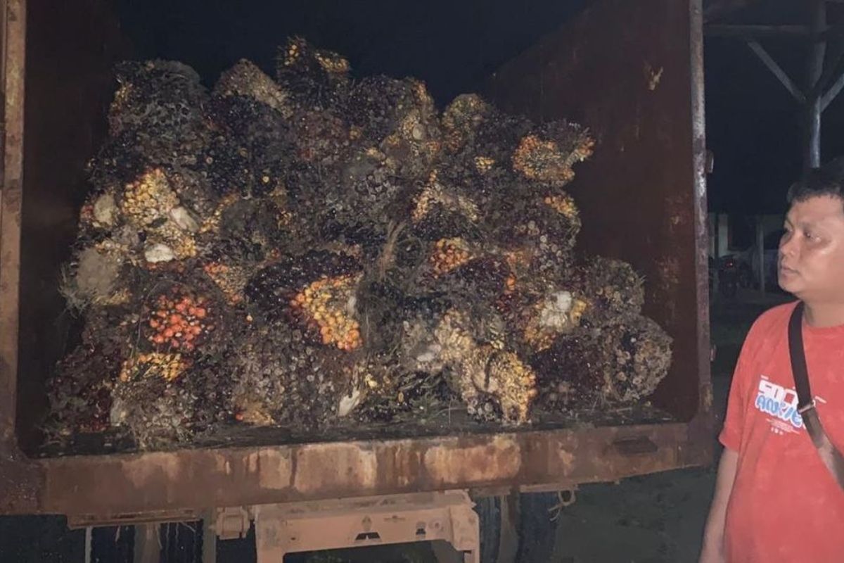 Dua Pencuri Sawit Viral di Bangka Barat Bebas via Damai