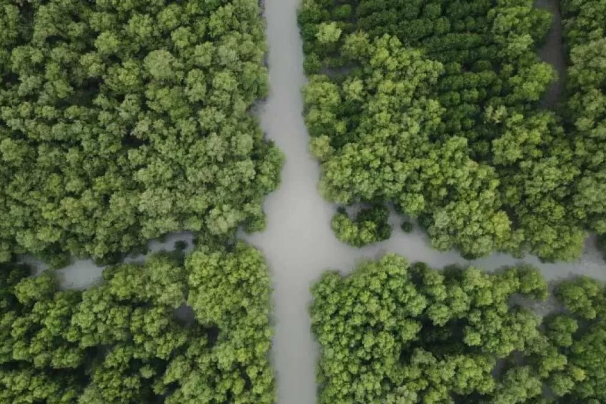 Pertobatan Ekologis dan Keberanian Politik Menyelamatkan Hutan Mangrove