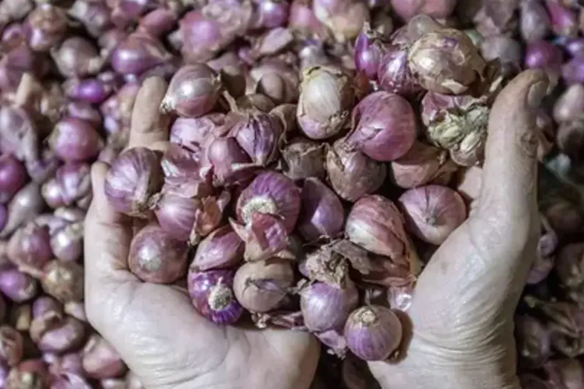 Kementan Amankan Pasokan Bawang Merah Menjelang Iduladha 2026