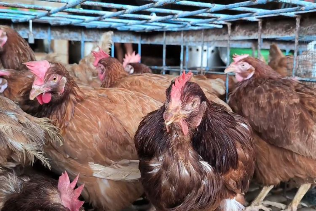 Peternak Keluhkan Harga Ayam di Kandang Anjlok Jadi Rp 13.000/Kg