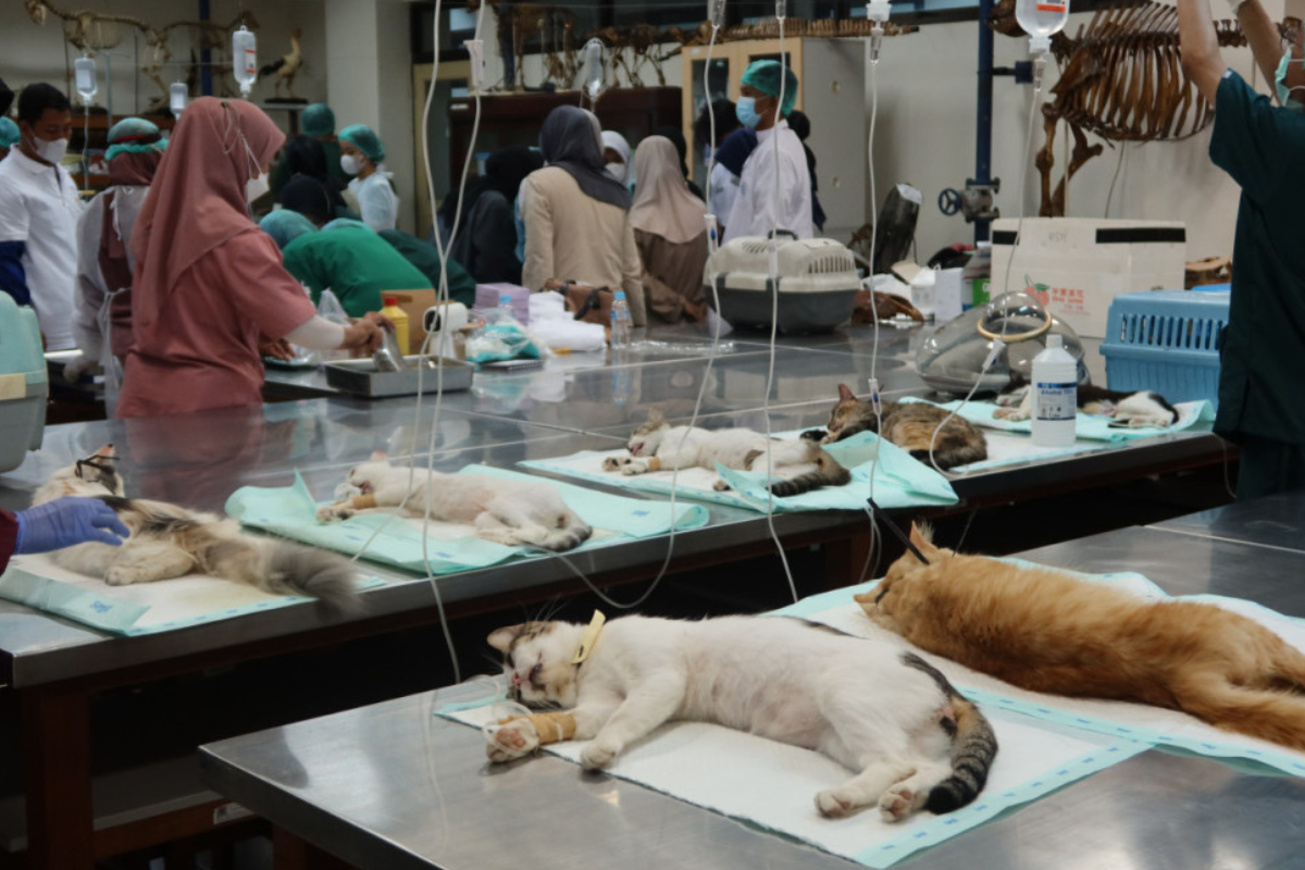 Kenali Gejala Kucing Terinfeksi Rabies dan Risikonya