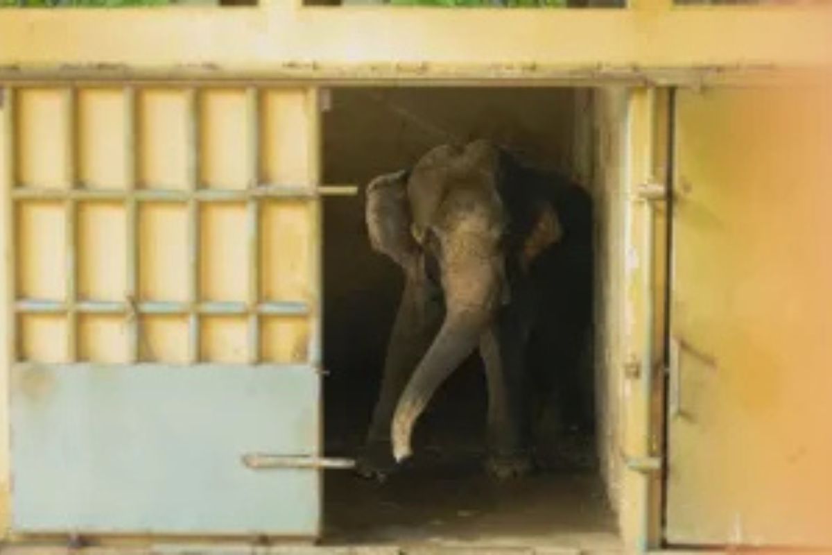 DPRD Desak Evaluasi Ragunan Buntut Bocah Jatuh ke Kandang Gajah