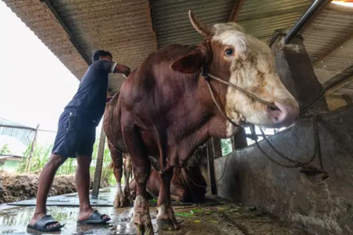 Tata Cara Sembelih Hewan Kurban 2026 Sesuai Syariat Islam