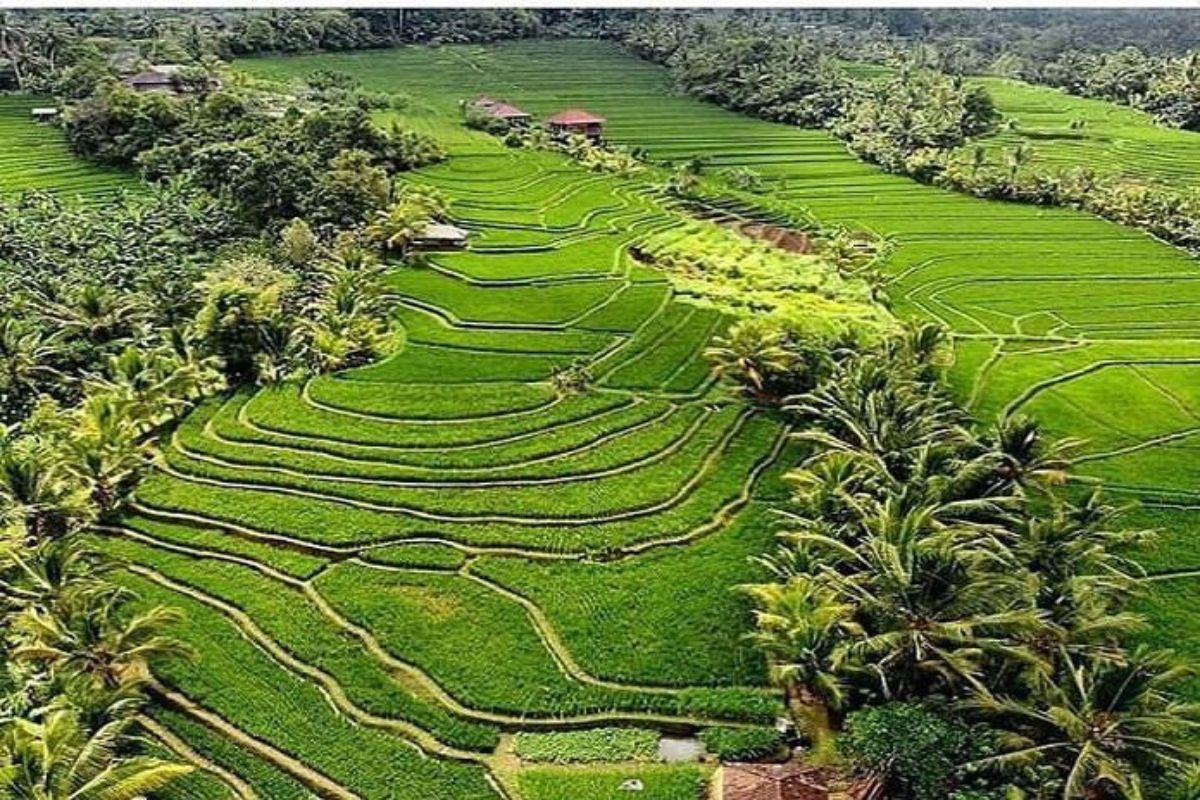 Menjaga Sawah Tabanan dari Derasnya Geliat Wisata