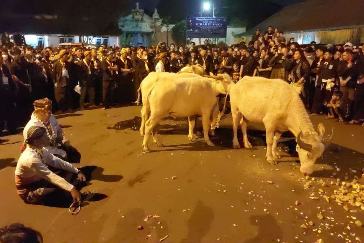 Kirab Malam 1 Suro Keraton Solo Arak 3 Kebo Bule dan 14 Pusaka