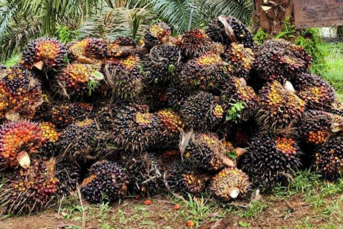 Viral Terkepung Warga, Dua Pencuri Sawit di Bangka Bebas Jalur Damai