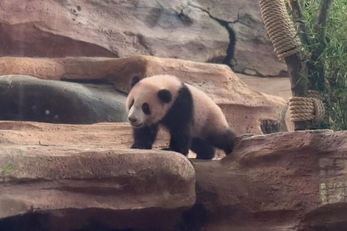China Apresiasi Indonesia Berhasil Jaga Panda Harta Nasional