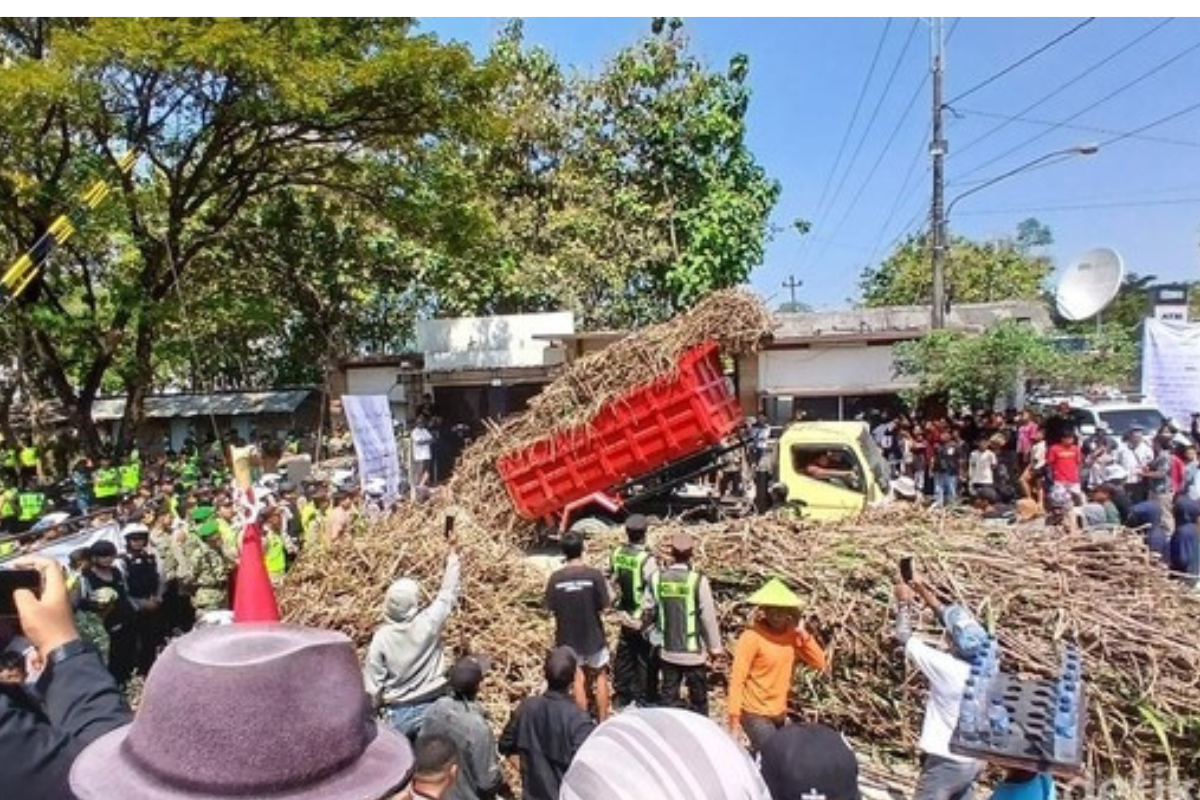 Petani Blora Protes, Bulog Ganti Manajemen Gendhis Multi Manis