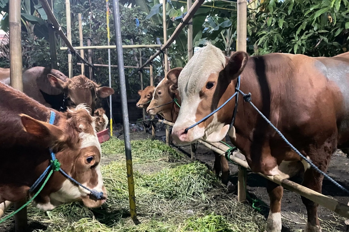 Harga Sapi Naik, Pedagang Kecil di Bandung Senang Perang Harga Reda