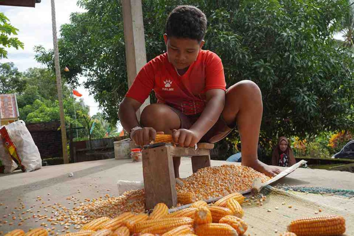 Solusi Pakan Ternak: China Temukan Gen Jagung Kaya Protein