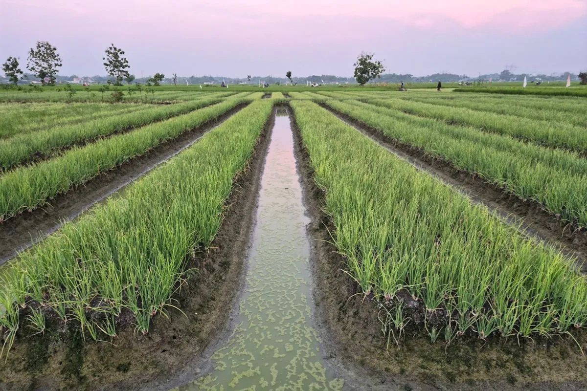 Kementan Pastikan Pasokan Bawang Merah Aman Jelang Idul Adha