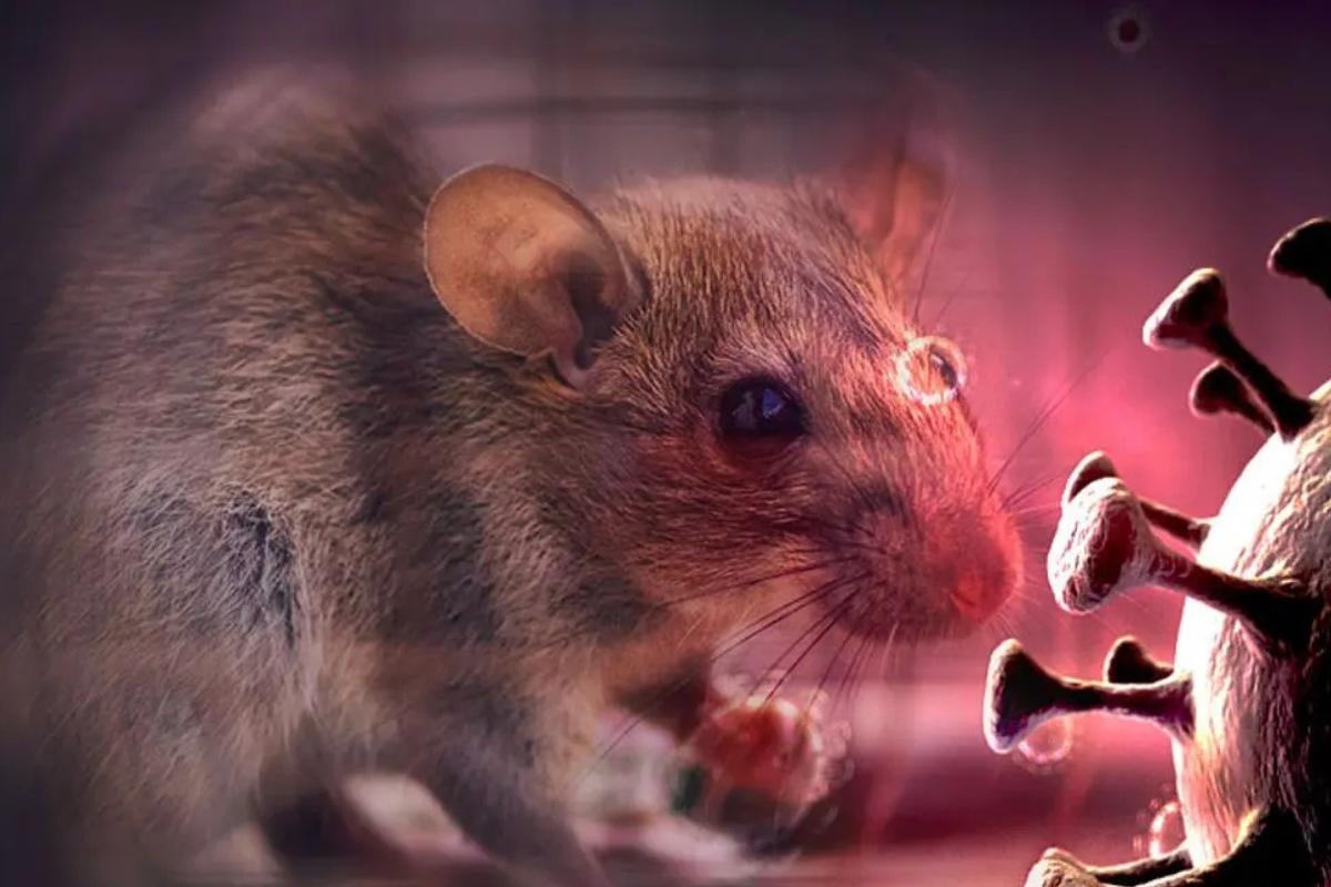 Kemenkes Laporkan 23 Kasus Hantavirus di Indonesia, Jakarta Terbanyak