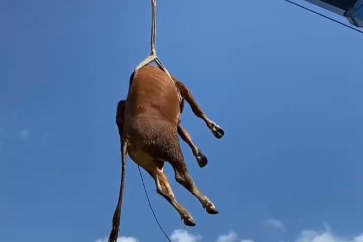 Viral Sapi Melayang di Klaten Saat Dievakuasi Panitia Kurban