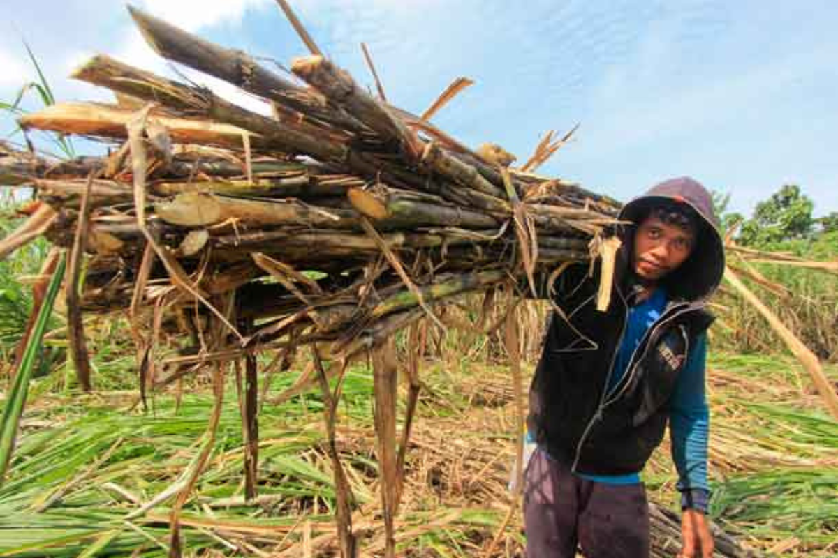 Langkah Strategis Jatim Amankan Target Swasembada Gula Nasional