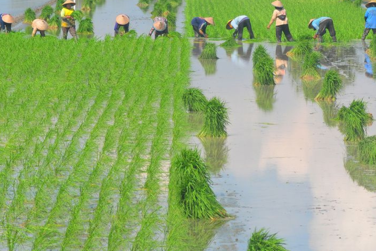 Jayapura Siapkan 100 Hektare Lahan Padi Dukung Swasembada Pangan