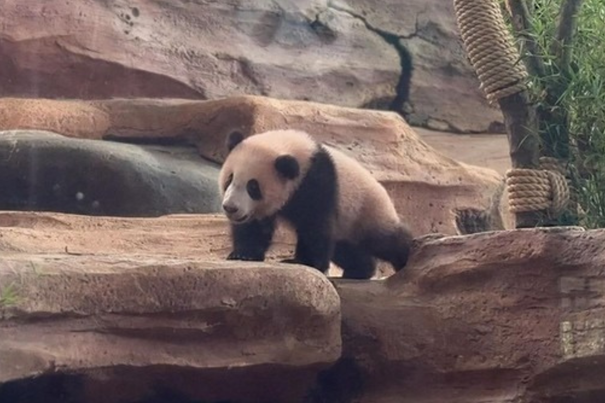 Berhasil Rawat Panda Raksasa, China Puji Indonesia