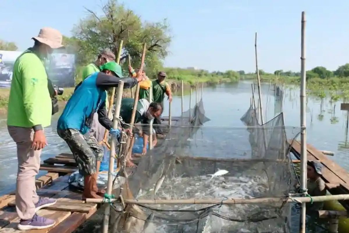 Surabaya Integrasikan Tambak dan Mangrove Lewat Silvofishery