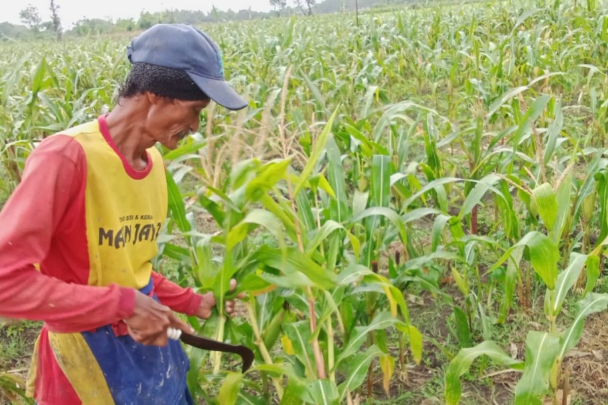 Andalkan Lahan Tadah Hujan, Petani Jagung di Garut Panen Melimpah