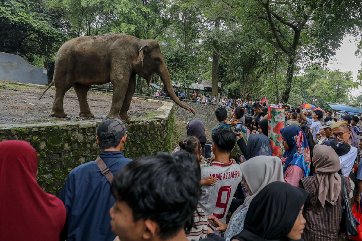 Sambut HUT Jakarta, Taman Margasatwa Ragunan Gratiskan Tiket Masuk