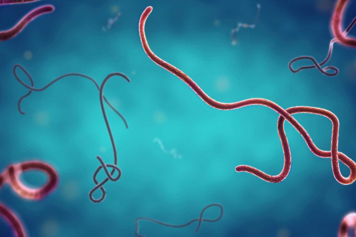 Uganda Larang Kontak Fisik demi Bendung Penyebaran Wabah Ebola